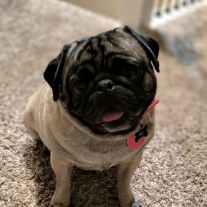 Meet your Posher, Callie